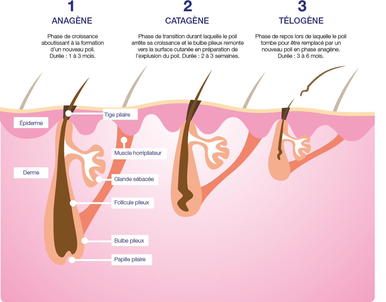Skincurv, Roanne